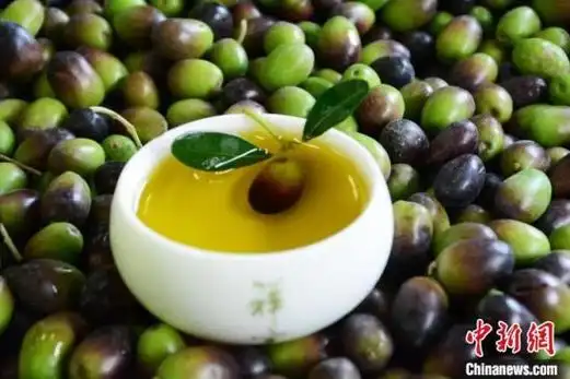 甘肃武都力荐橄榄油端杯喝油不多见油香也怕巷子深