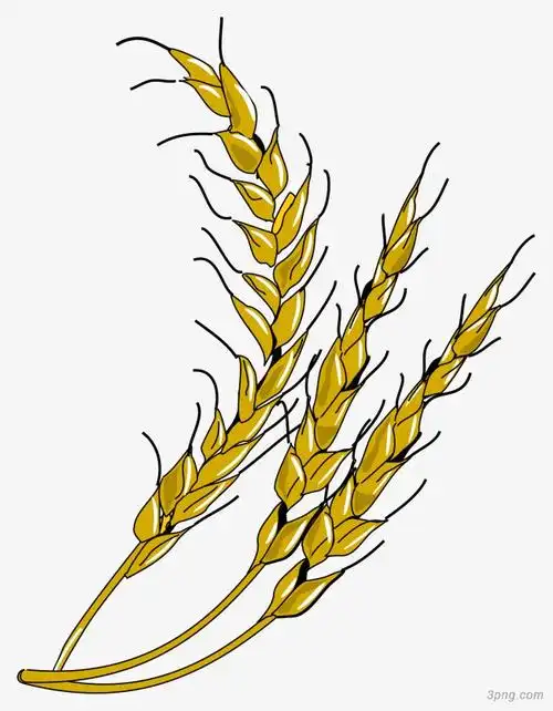 卡通金黄色麦穗png素材透明免抠图片-卡通手绘