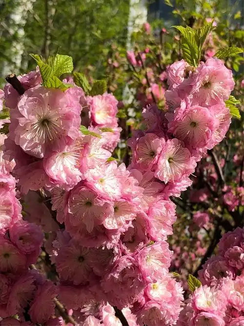 重瓣榆叶梅 - 美篇