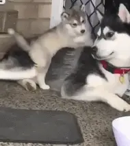 原创作为上帝创造狼时打的草稿哈士奇的搞笑本领是与生俱来的