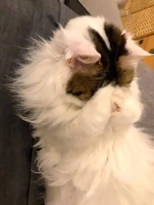 猫咪睡觉时喜欢捂脸可不是为了卖萌