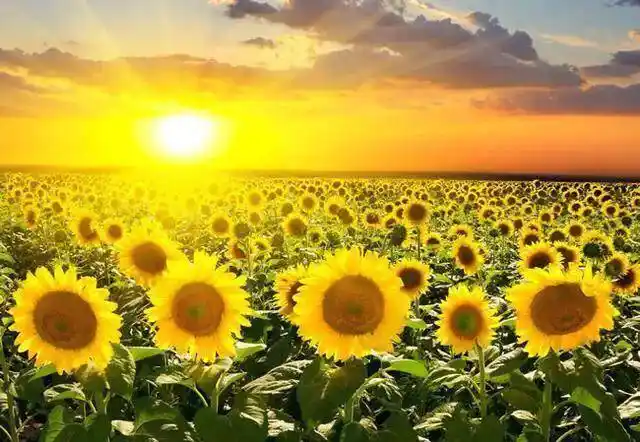 励志心语阳光正能量,扬起理想的风帆,让人生充满希望_梦想_生命_才能