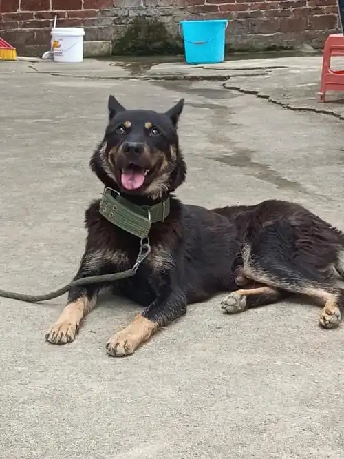 中华田园犬  #狗狗  #家有田园犬  #狗狗日常  #保护中华田园犬土猎狗