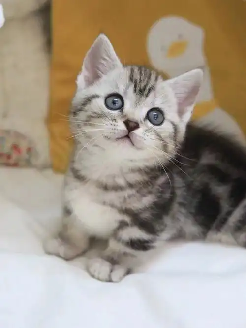 曼基康矮脚美短标斑弟弟找铲屎君