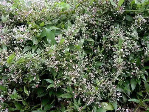 白鸡屎藤 (植物)