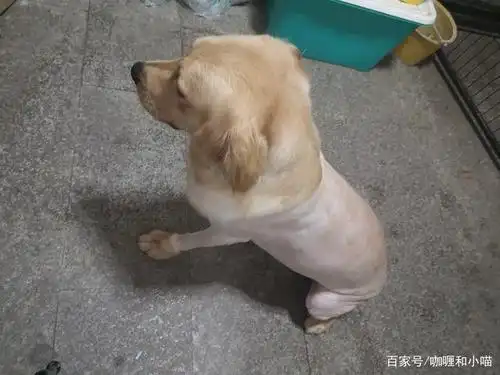 剃毛的金毛
