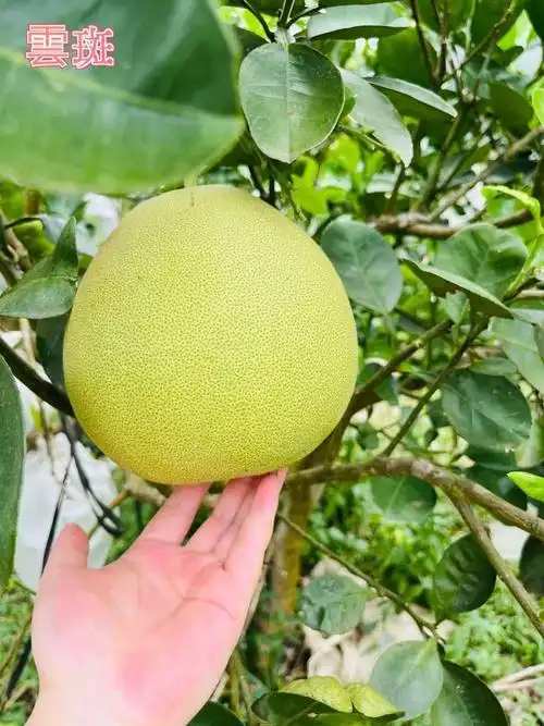 甜脆无籽,细腻多汁!|柚子|西双版纳嘎洒国际机场_网易订阅