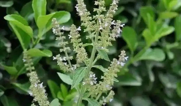 雪见草:草本植物的药用尽览