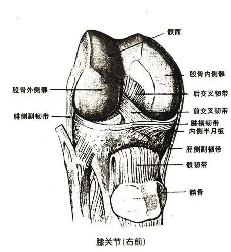 人体膝关节解剖示意图-人体解剖图 膝关节knee joint 由股骨内,外侧髁