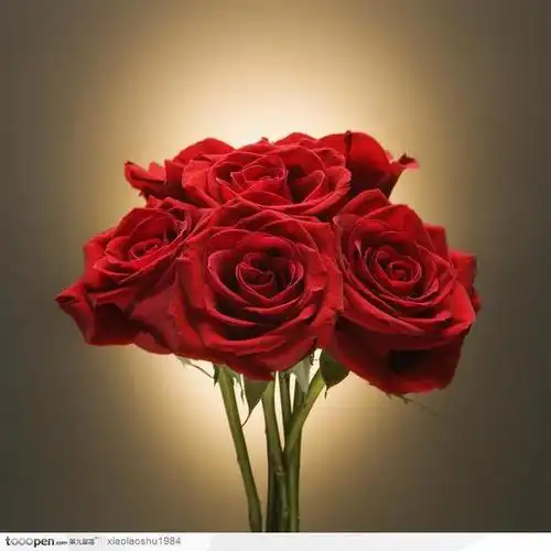 红色玫瑰花图片