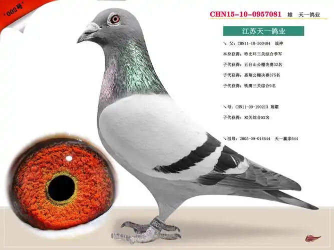 信鸽在线拍卖平台 - 中国信鸽信息网