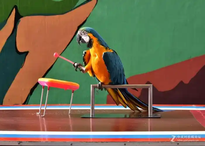 鹦鹉表演七