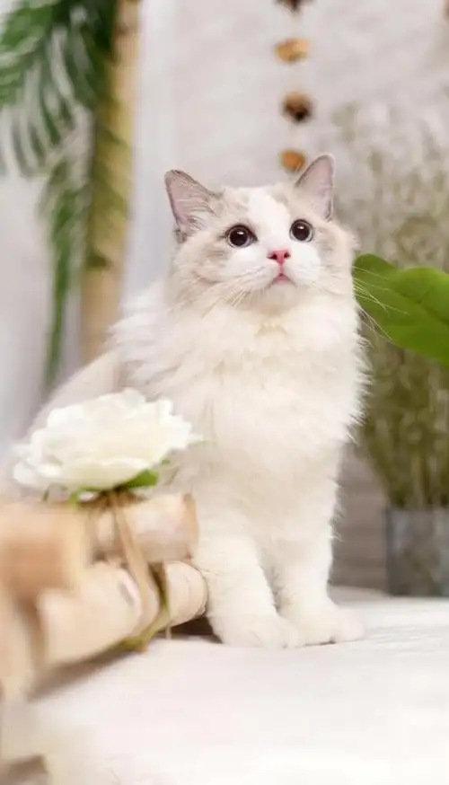 一只美丽优雅的布偶猫蹲在这里,漂亮的毛发,高贵的身姿,让人被它的