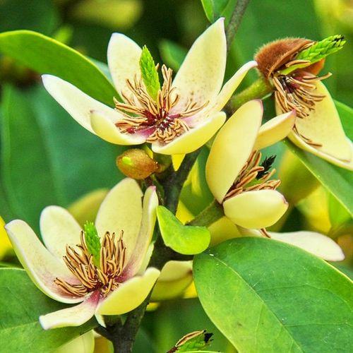 牵挂 含笑花苗浓香型花卉带花苞室内阳台耐寒四季常青植物含笑花盆栽