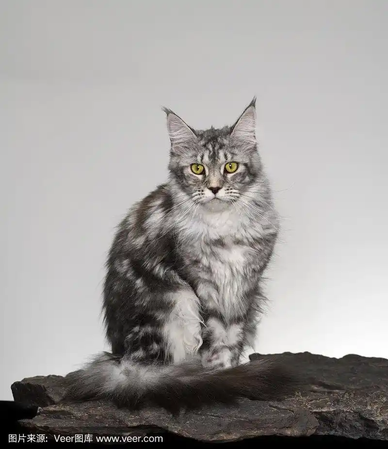 美丽的灰色缅因猫