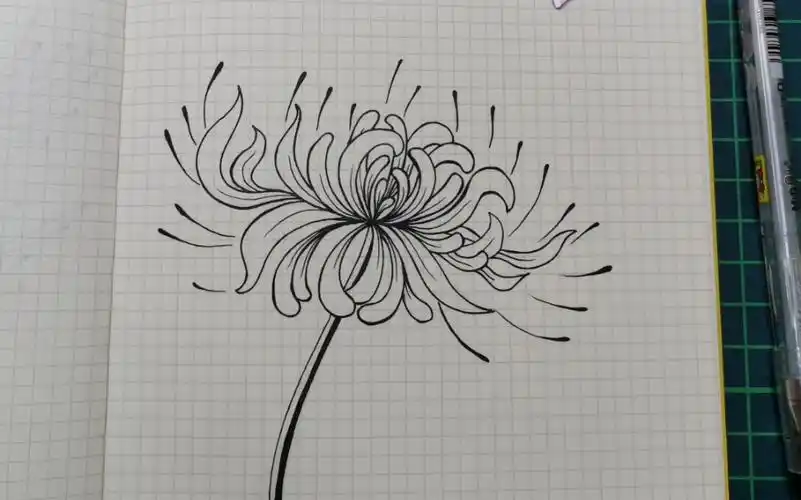 【线描画】彼岸花的画法3