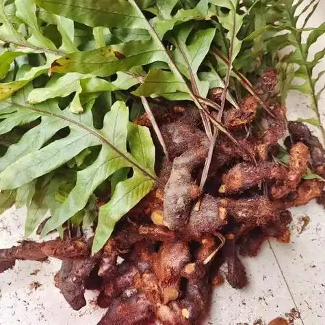 前三张图片是骨碎补,后三张图片是白毛蛇.        - 抖音