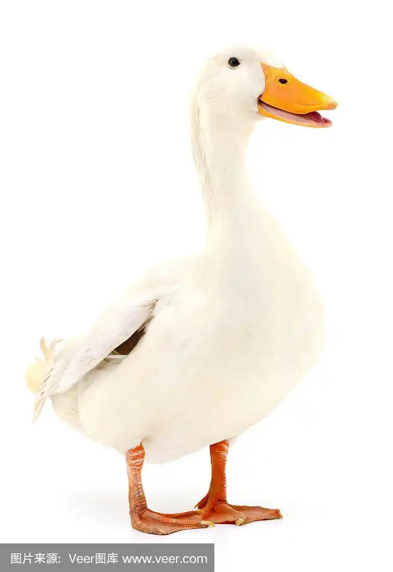 鸭子在白色的.