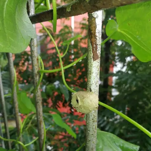 请问这是虫子的窝啊?