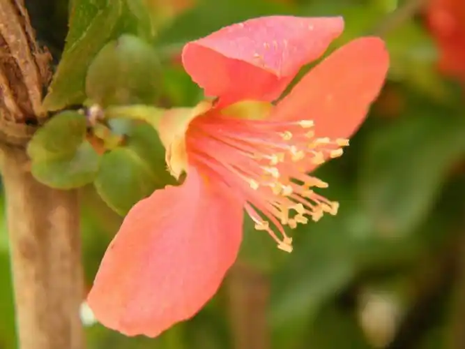 海棠花儿朵朵开