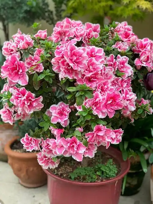 盆栽花卉"西洋杜鹃",冬春季开花,持续几个月,适合做年宵花