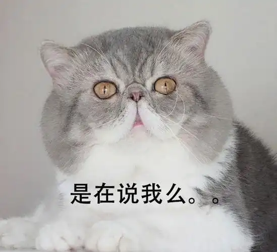 首页 图片大全 幽默搞笑 超级滑稽的可爱小动物恶搞重口味搞笑图片 (4