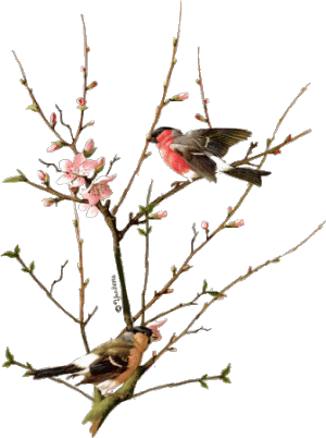 两只小鸟 - 云淡风轻 - 云淡风轻