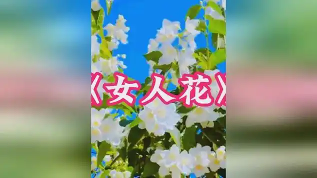 纯音乐《女人花》欧洲乐团演奏 旋律优美 祝女神们节日快乐|欧洲合唱