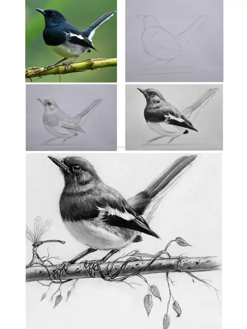 小鸟素描绘画步骤 小鸟非常适合刚开始学素描爱好者学,简单易学,效果