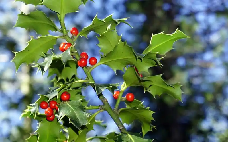 冬青树的花语是生命