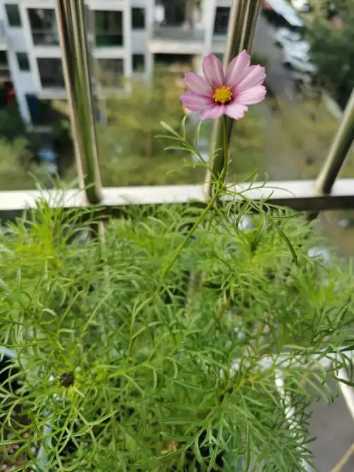 播种的格桑花终于开啦