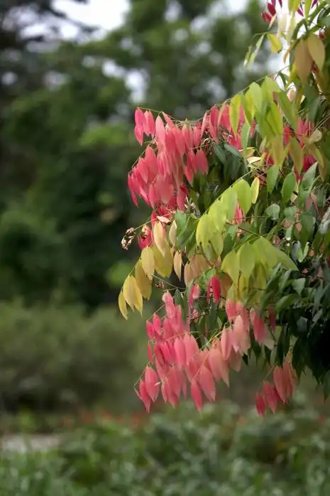 藤黄科铁力木mesuaferrea的嫩叶