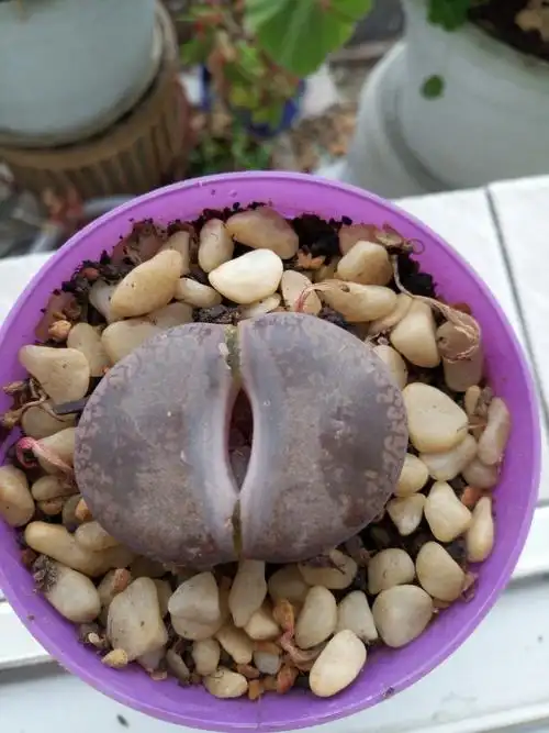 形状就像圆润的彩石,小小的一颗,很可爱,石头花的花语:顽强,生命宝石