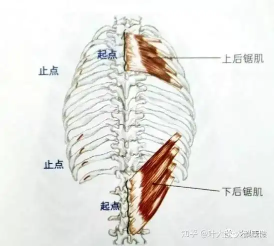 肩胛骨内侧缘疼痛(一,上后锯肌损伤)