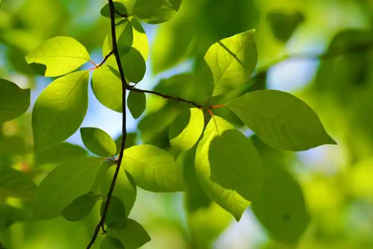 春天的稠李树叶原创拍摄