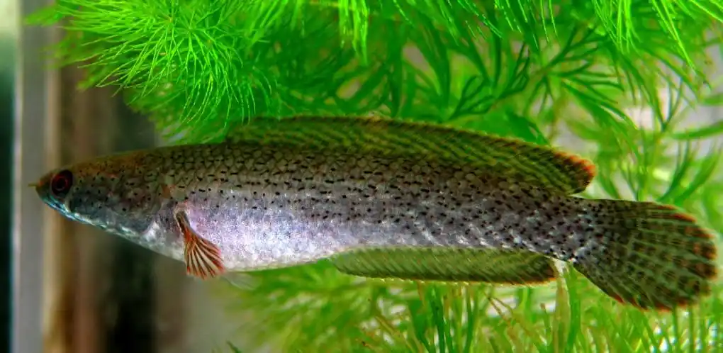 野采到的凶猛鱼类----南鳢