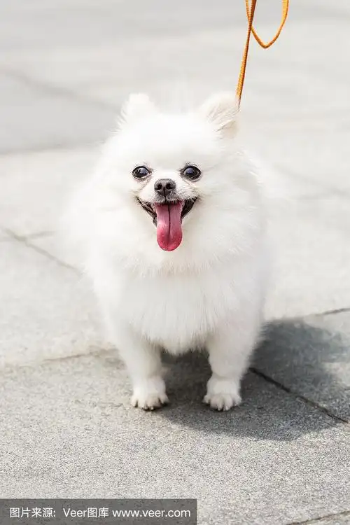 可爱的白色博美犬