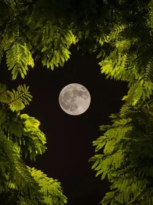 十五的月亮十六圆