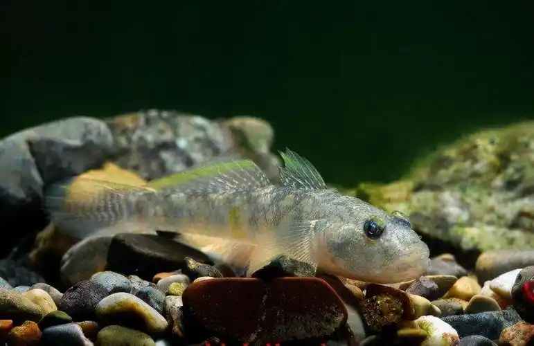 世界上最小的鱼,胖婴鱼体长仅7毫米