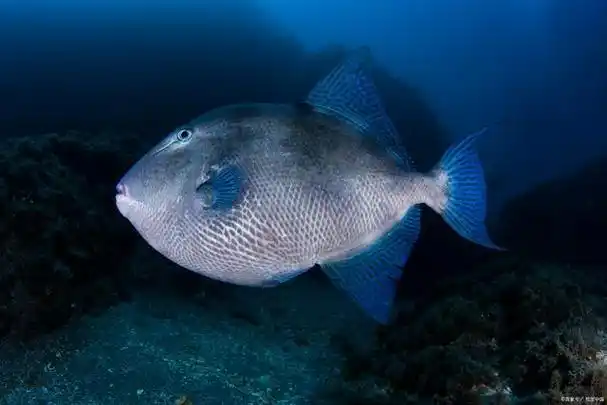 深海鱼为什么长得像外星生物?