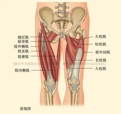 膝盖内侧慢性疼痛快来试试这套功能强化训练方案