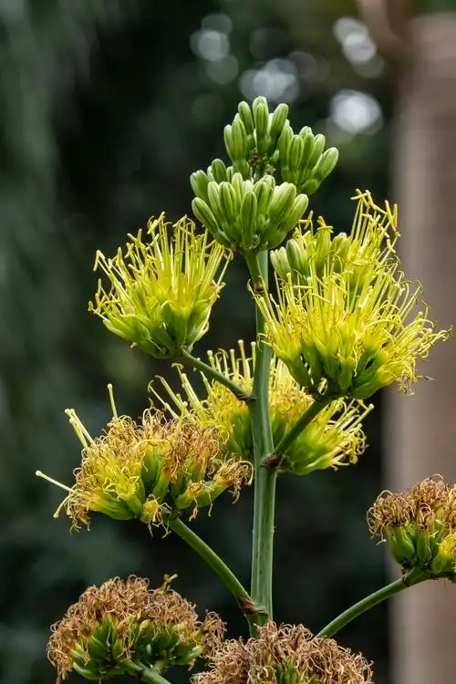回归松下金边龙舌兰开花外一朵醉蝶花