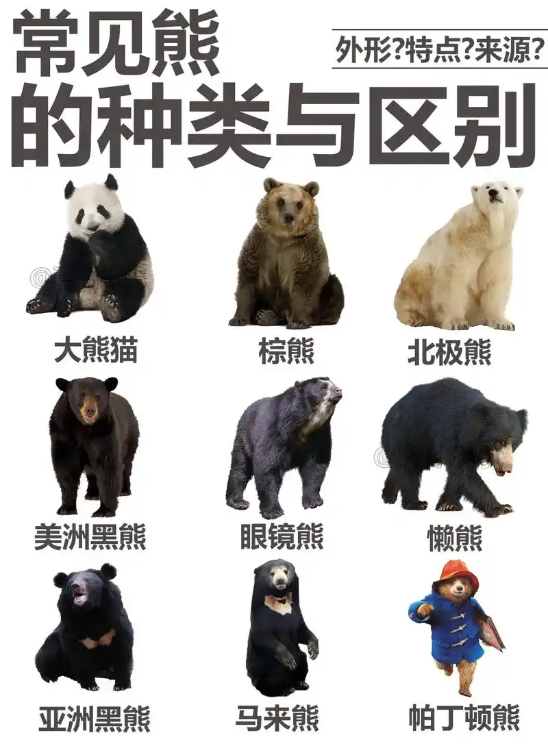 常见熊的种类与区别