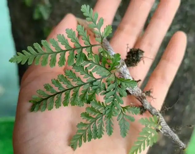 人称"白毛蛇",生于岩壁或树干上,3大作用,农民朋友要了解!