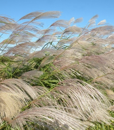 芦苇花与荻花 - qdchenzs - 菁莪造士 棫朴作人——湿地芦苇的博客