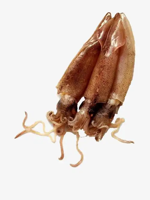 鱿鱼免抠素材免费下载_觅元素51yuansu.com