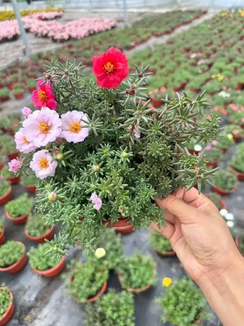 【78重瓣太阳花78】