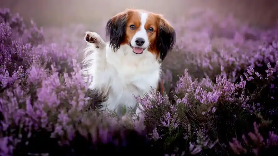 动物,边境牧羊犬,宠物,花卉,乖巧可爱的边境牧羊犬壁纸