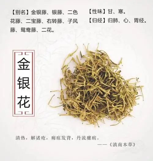 【中药小故事】每天认识一味药(十八)→金银花