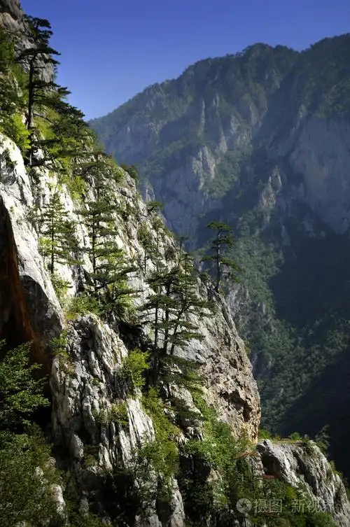 山树照片-正版商用图片068gb3-摄图新视界